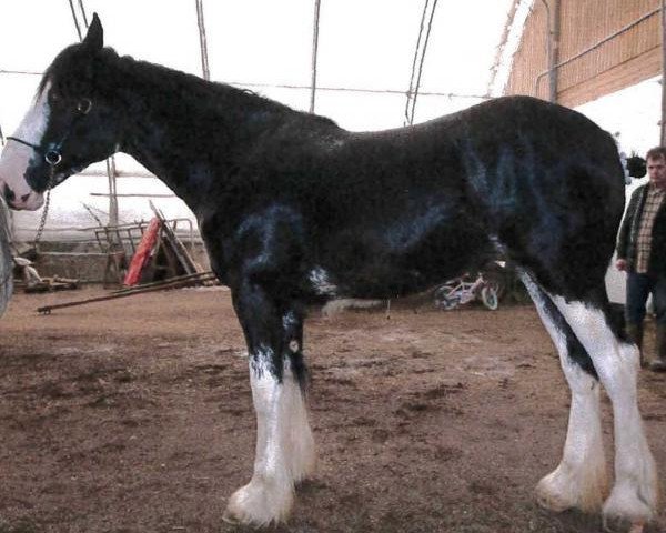 Pferd Forest Silver Gaelle (Clydesdale, 2013, von Bud Ridge Silverado)