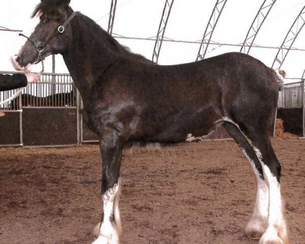 horse Forest Major Nelly (Clydesdale, 2013, from Donegal Major Factor)