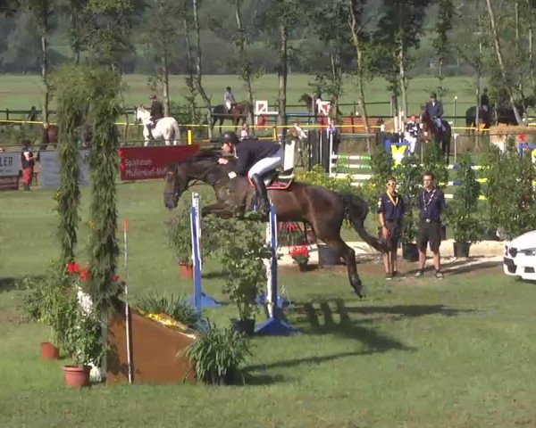 Reitturnier Pfullendorf 2015