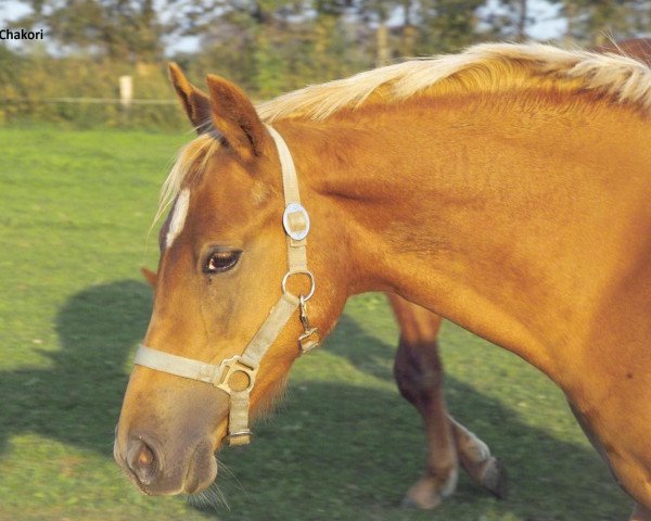 horse Petit Chakori (German Riding Pony, 2009, from Steendiek's Dollarprinz)