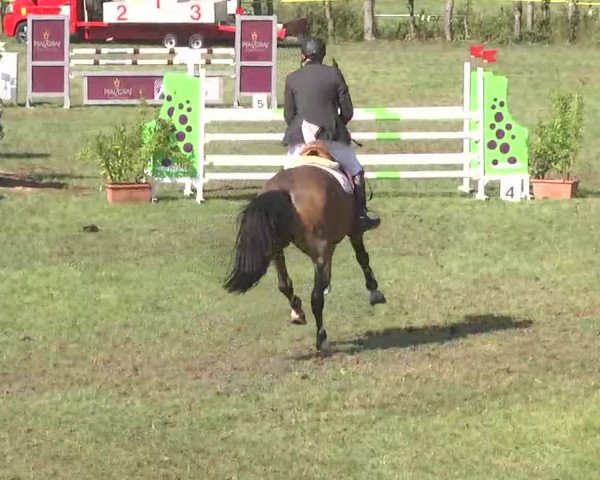 Reitturnier Pfullendorf 2015