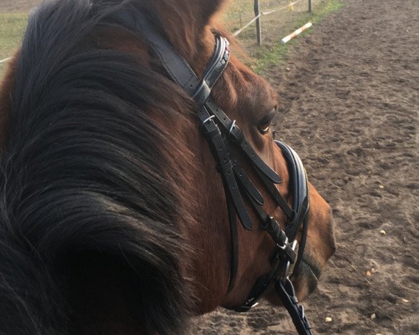 broodmare Octavia (German Sport Horse, 2005, from Liberator 2574)
