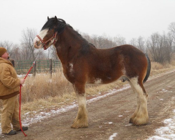 stallion Pinnacle's Maverick (Clydesdale, 2005, from Maple Stone Reflection)