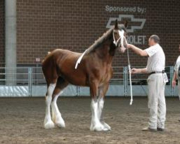 Zuchtstute Pinnacle's Ivy Rose (Clydesdale, 2010, von Birky's Pride Preludes Hercules)