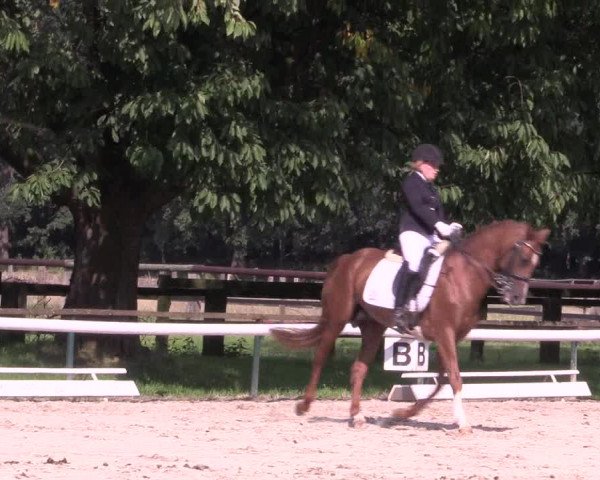 Reitturnier Recklinghausen 2015