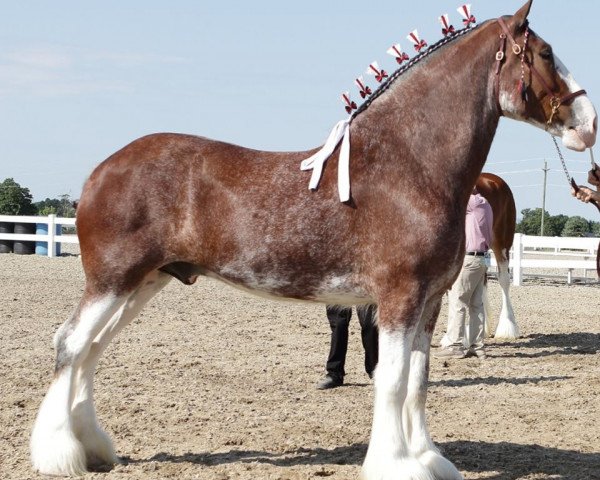 horse Five Star Rose's Diesel (Clydesdale, 2014, from GSL Azar's Footprint) horse Five Star Rose's Diesel (Clydesdale, 2014, from GSL Azar's Footprint)