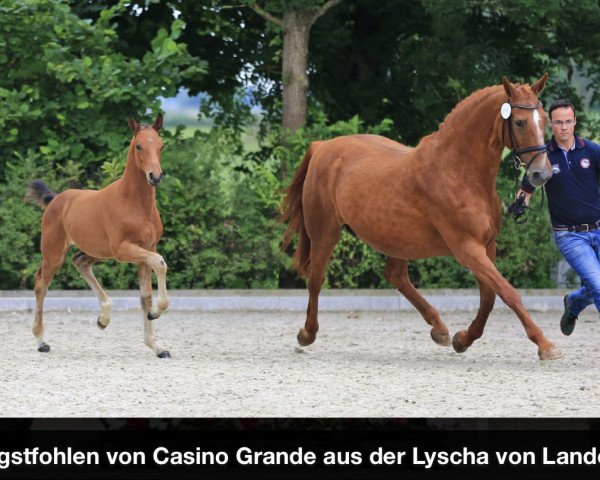 broodmare Lyscha (Oldenburg, 1996, from Landor S)
