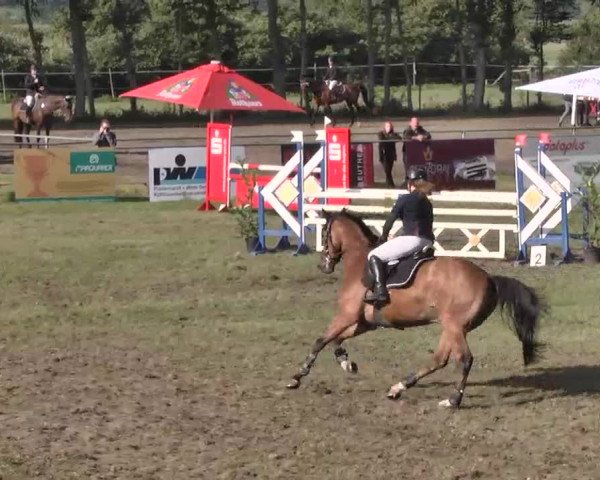 Reitturnier Pfullendorf 2015