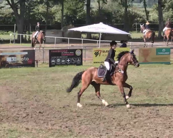 Reitturnier Pfullendorf 2015