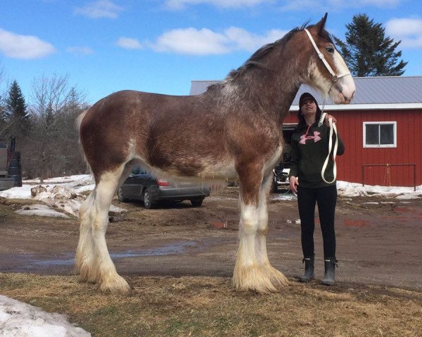 Cheval Five Point Lady Scarlett (Clydesdale, 2015, de SCA Top Guns Sir Lancelot)