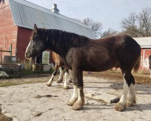 Pferd Fire & Ice Black Ash (Clydesdale, 2016, von High Meadow James) Pferd Fire & Ice Black Ash (Clydesdale, 2016, von High Meadow James)