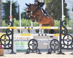 jumper Homey (KWPN (Royal Dutch Sporthorse), 2012, from VDL Cardento 933)
