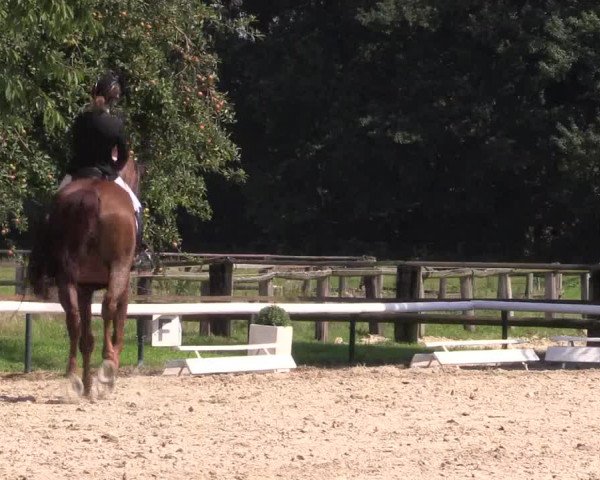 Reitturnier Recklinghausen 2015