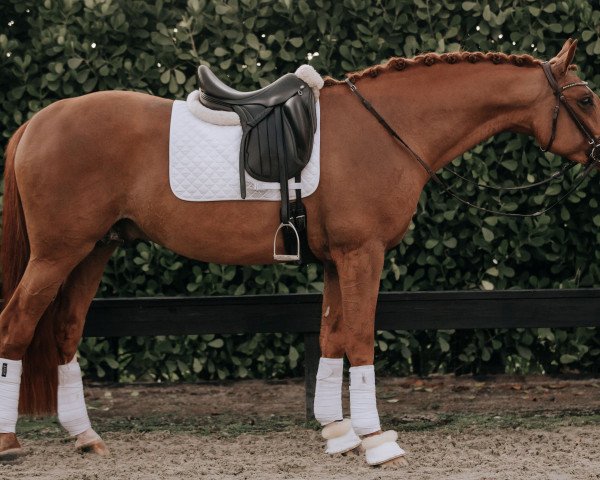 horse Tjørnelys Don De Ravall (Danish Warmblood, 2016, from Don Deluxe)