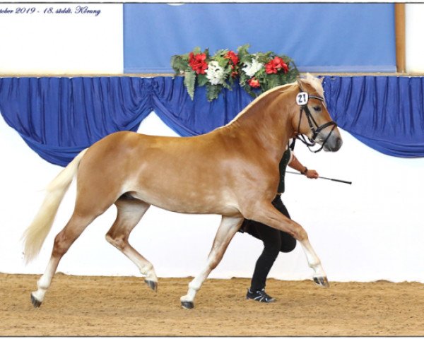 stallion Amor Ass (3,76% ox) (Edelbluthaflinger, 2017, from Armani Ass (4,004% ox))
