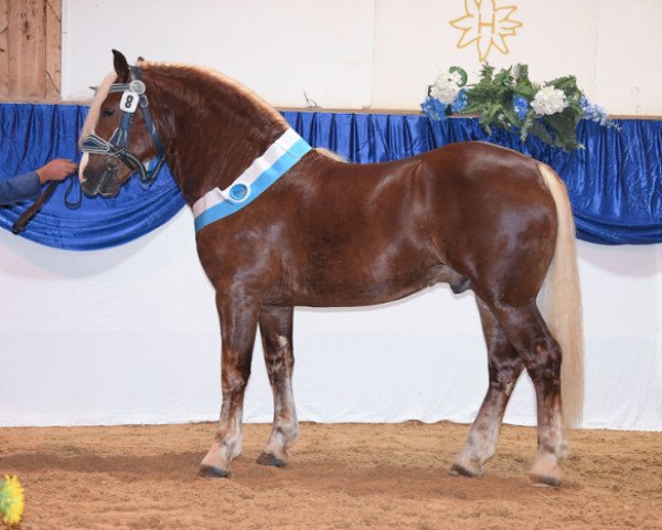 horse Verondo (South German draft horse, 2017, from Veron)