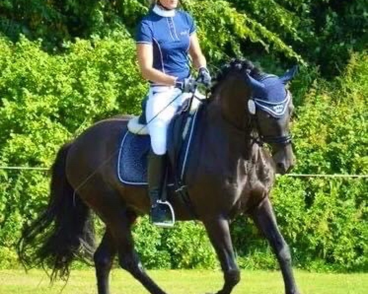 dressage horse Calypso Dancer (German Riding Pony, 1998, from Charming Boy 18)