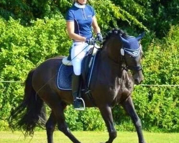 Dressurpferd Calypso Dancer (Deutsches Reitpony, 1998, von Charming Boy 18)