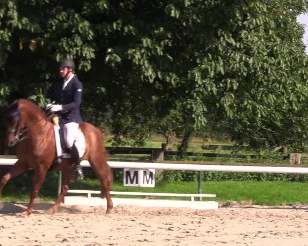Reitturnier Recklinghausen 2015