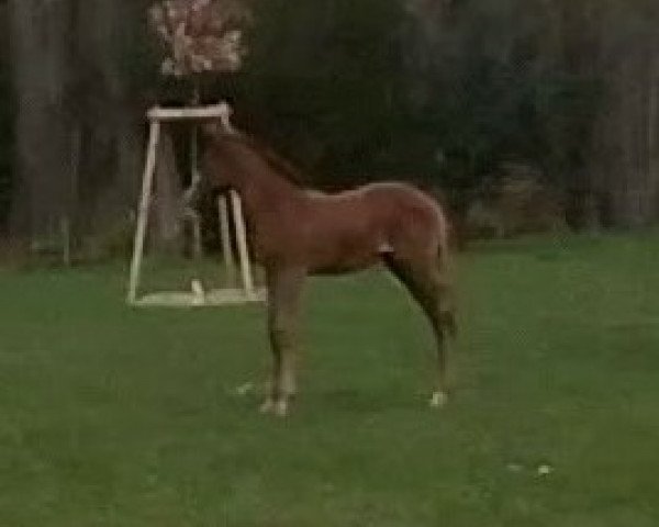 broodmare Nurah (Holsteiner, 2020, from Colman)
