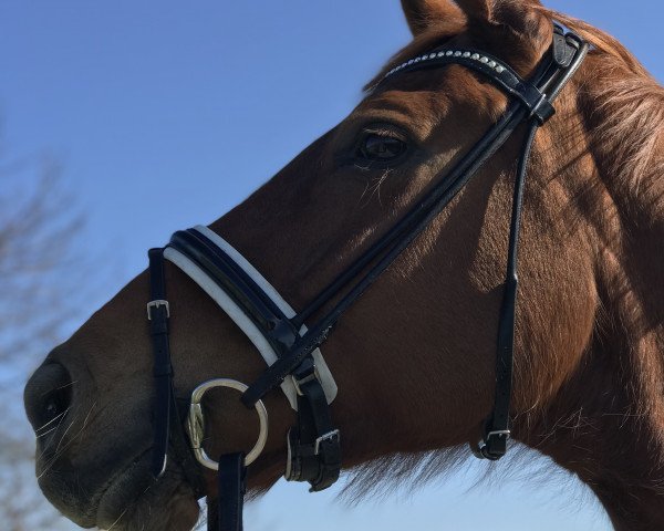 broodmare Lady Gaga 11 (Hanoverian, 2007, from Londonderry)