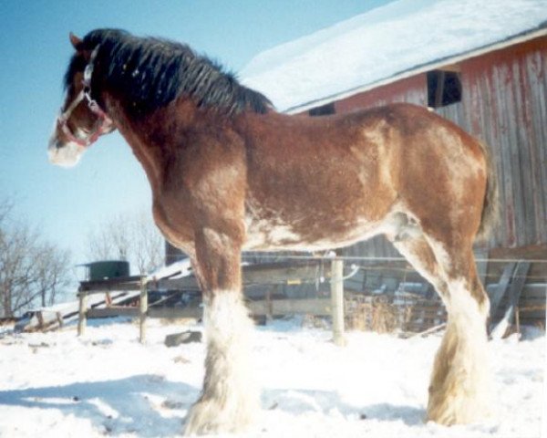 stallion Favama Royal Aristocrat (Clydesdale, 1987, from Ogdensburg Andy) stallion Favama Royal Aristocrat (Clydesdale, 1987, from Ogdensburg Andy)