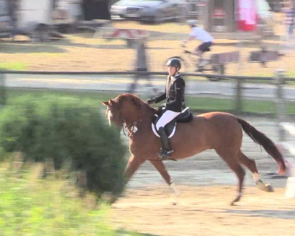Reitturnier Recklinghausen 2015