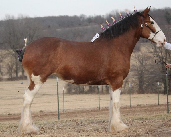 Pferd Fargo's Miss Dotty May (Clydesdale, 2012, von Green Leaf Master Link)