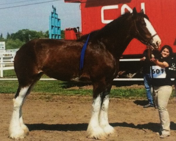 Zuchtstute Fargo's Memorable Tovah (Clydesdale, 2009, von Green Leaf Master Link)