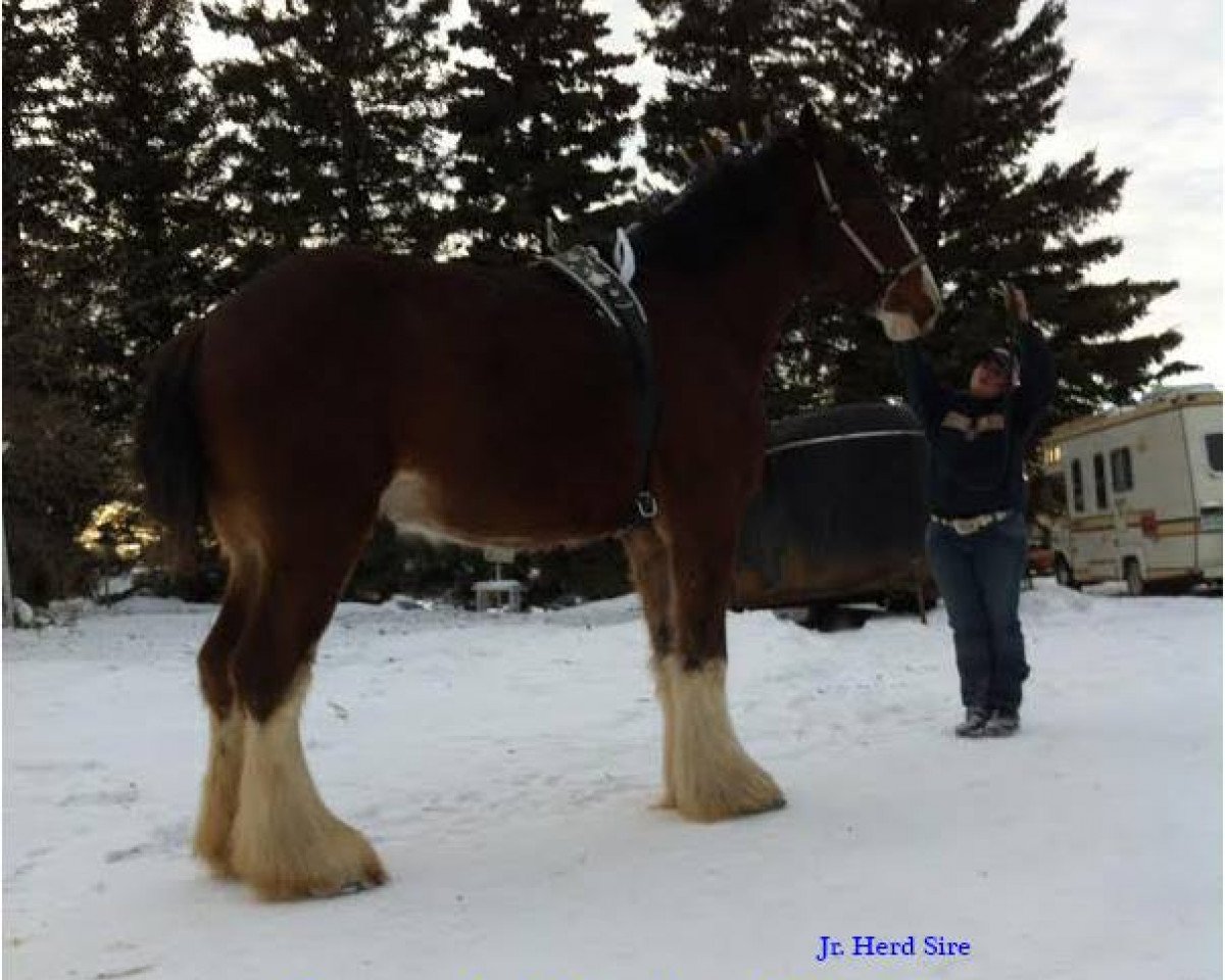 Deckhengst Fargo's Master Diablo (Clydesdale, 2010, von Green Leaf Master Link)