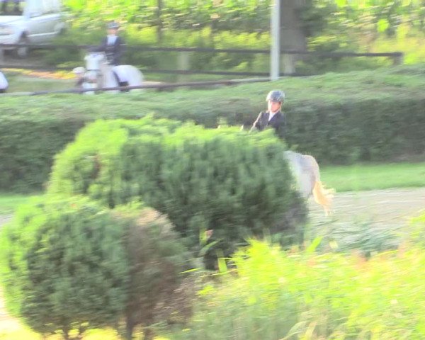 Reitturnier Recklinghausen 2015