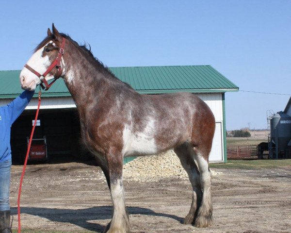 broodmare Alamar H.R. Devan (Clydesdale, 2017, from Hatfield Remington)