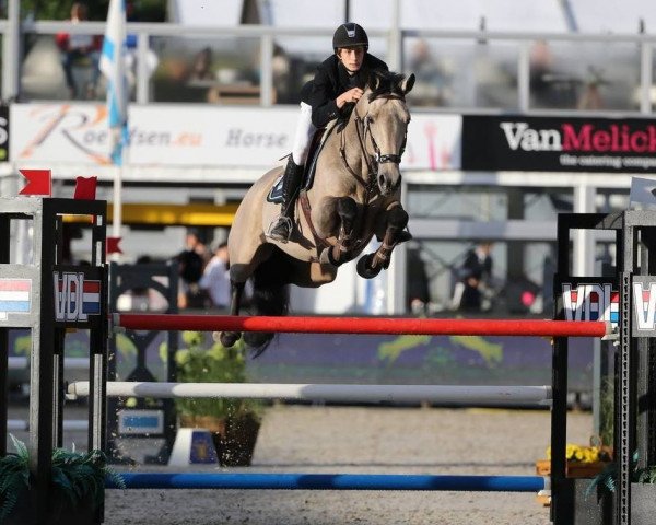 stallion Ard Golden Crisp (Irish Sport Horse, 2009, from Luidam)