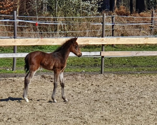 Pferd Belissima CB (Deutsches Reitpony, 2020, von Belissimo HS)
