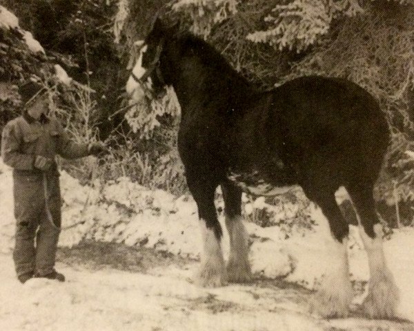 broodmare Evergreen Patty May (Clydesdale, 1984, from Inspiration Prince)
