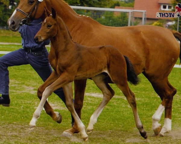 Pferd Sergio (Oldenburger, 2003, von Sandro Hit)