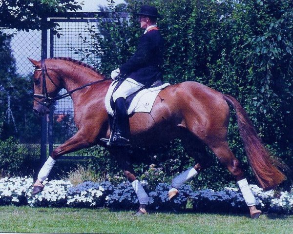 horse Last Gigilo (Oldenburg, 1996, from Lafitte)