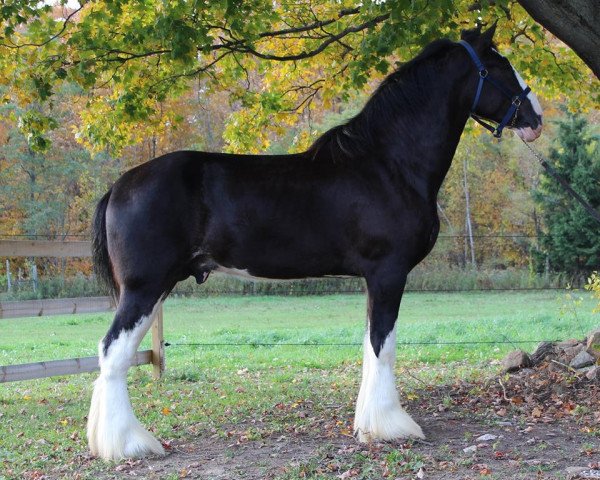 horse Evergreen Doc's Dark Knight (Clydesdale, 2016, from Somewhere Doc's Black Jack)