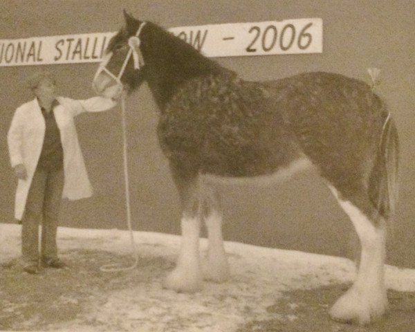broodmare Threave Duchess (Clydesdale, , from Singlie Storm) broodmare Threave Duchess (Clydesdale, , from Singlie Storm)