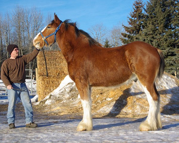 horse Evergreen Acres Royal Mark (Clydesdale, 2012, from Riverside Sir Crown Royal)