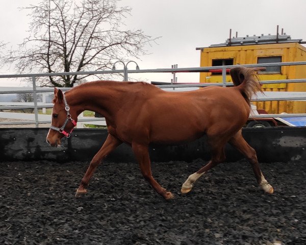 Pferd Pretty Woman (Vollblutaraber, 2012, von Kunar T) Pferd Pretty Woman (Vollblutaraber, 2012, von Kunar T)