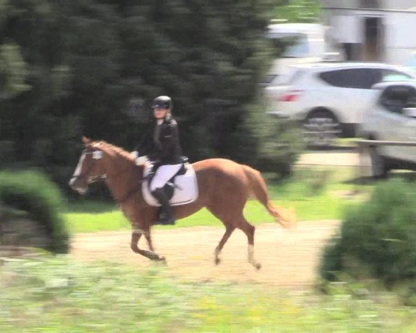 Reitturnier Recklinghausen 2015
