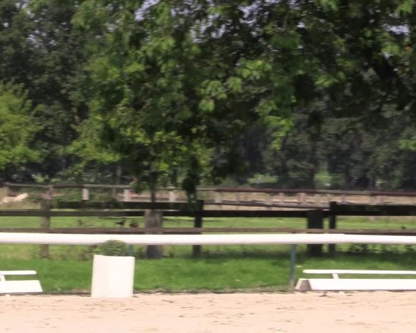 Reitturnier Recklinghausen 2015