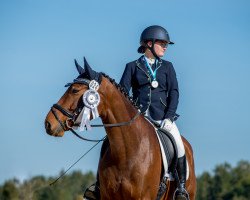 Dressurpferd Aragon 492 (Deutsches Sportpferd, 2011, von Accent S)
