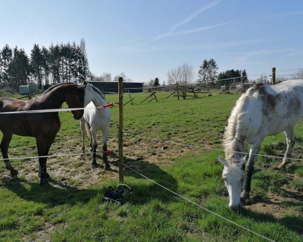 Springpferd Leopold Z (Belgisches Warmblut, 2015, von Lavallino Ter Klomp)