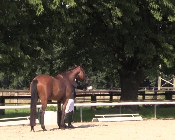 Reitturnier Recklinghausen 2015