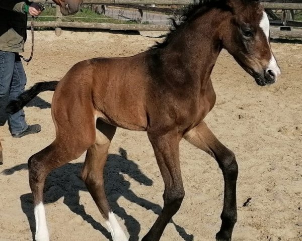 horse Forrest Girl (Westphalian, 2020, from Felissimo)