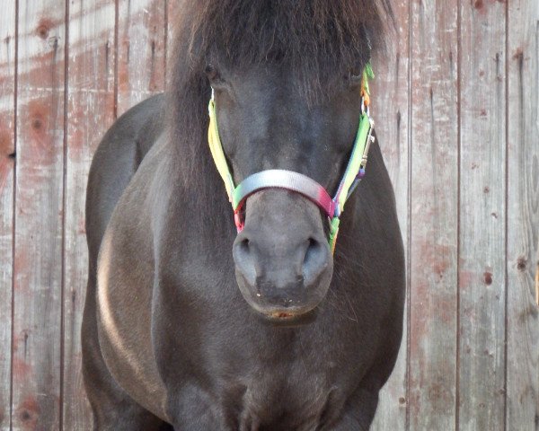 horse Thule aus Bornhoeved (Iceland Horse, 1994, from Topar vom Uhlenhof)