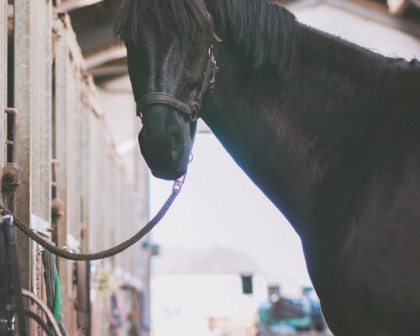 jumper Belinda 216 (Hanoverian, 2013, from Beltano)