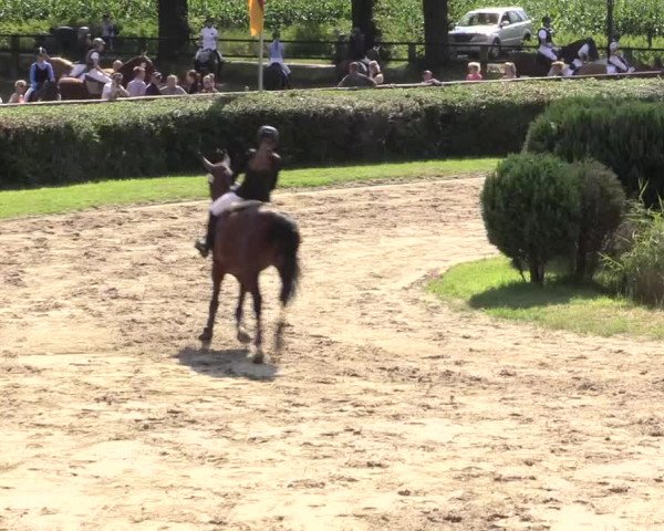Reitturnier Recklinghausen 2015